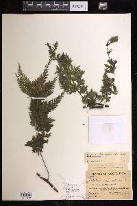 Vandenboschia radicans image