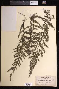 Vandenboschia radicans image