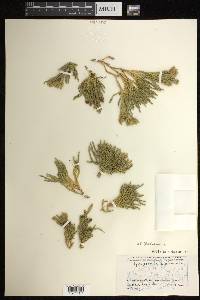 Diphasiastrum alpinum image