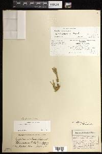 Diphasiastrum alpinum image