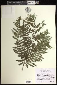 Marattia weinmanniifolia image