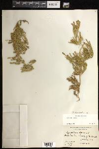 Diphasiastrum alpinum image
