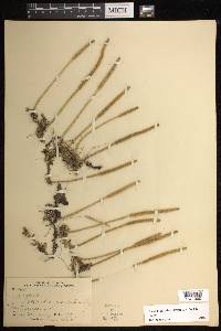 Pseudolycopodiella floridana image