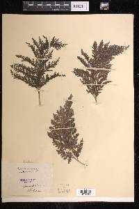 Vandenboschia radicans image