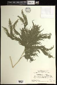 Selaginella pedata image