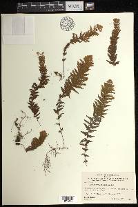 Hymenophyllum lanatum image