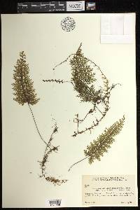 Hymenophyllum trapezoidale image