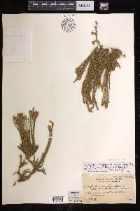 Diphasiastrum wightianum image