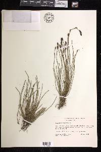 Equisetum bogotense image