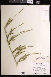 Lycopodium lagopus image