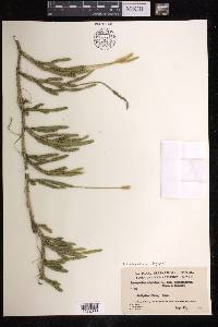 Lycopodium lagopus image