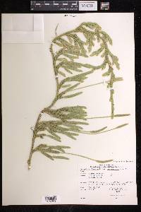 Lycopodium lagopus image