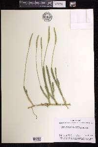 Lycopodium lagopus image