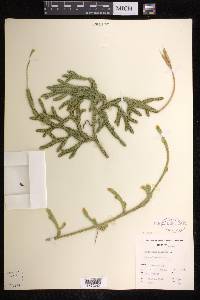 Lycopodium lagopus image