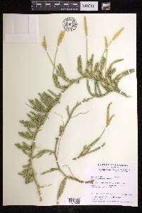 Lycopodium lagopus image