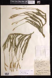 Lycopodium lagopus image