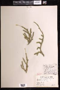 Lycopodium lagopus image