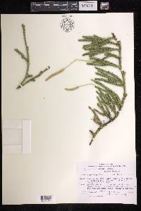 Lycopodium lagopus image