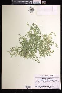 Selaginella ludoviciana image