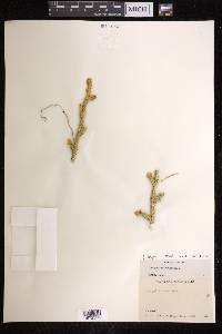 Lycopodium lagopus image