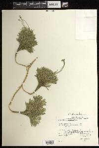 Diphasiastrum tristachyum image