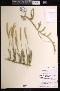 Lycopodium lagopus image