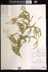 Lycopodium lagopus image