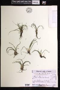 Isoëtes echinospora image