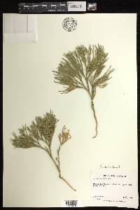 Diphasiastrum tristachyum image