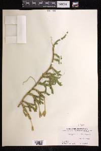 Lycopodium lagopus image