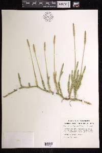 Lycopodium lagopus image