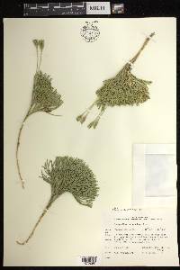 Diphasiastrum tristachyum image