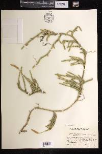 Lycopodium lagopus image