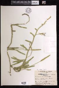 Lycopodium lagopus image