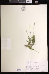 Lycopodium lagopus image