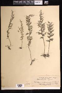 Vandenboschia johnstonensis image
