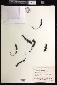 Trichomanes roraimense image