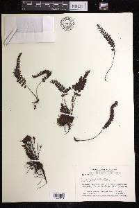 Trichomanes roraimense image