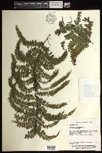 Vandenboschia auriculata image