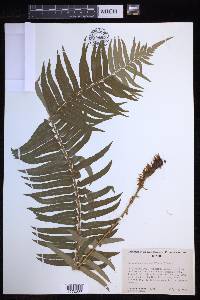 Polystichum munitum image