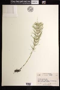 Equisetum pratense image