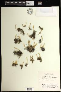 Selaginella selaginoides image