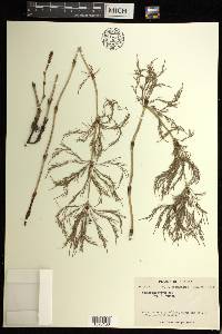 Equisetum sylvaticum image