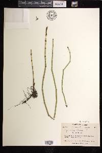 Equisetum fluviatile image