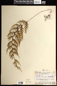 Hymenophyllum imbricatum image