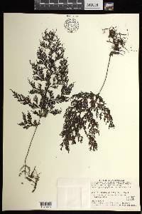 Hymenophyllum imbricatum image