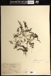 Hymenophyllum denticulatum image