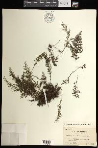 Hymenophyllum fimbriatum image