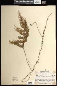 Hymenophyllum imbricatum image