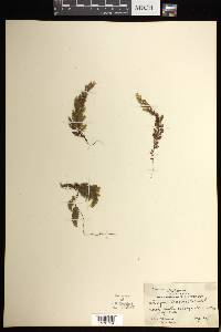 Hymenophyllum foersteri image